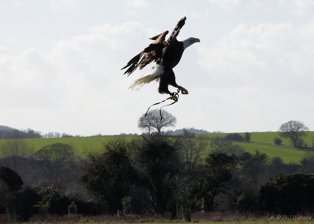 Hawk_Conservancy 171.jpg